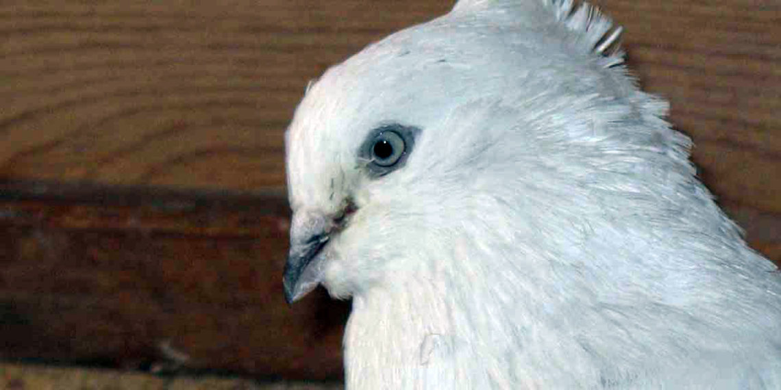 Андижанские голуби