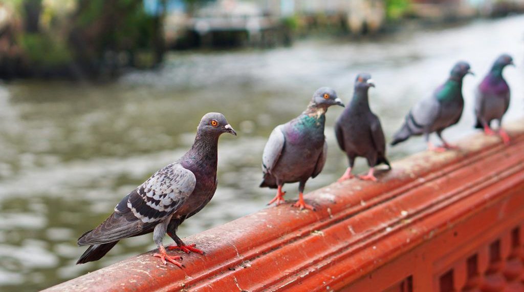 Оспа у голубей. Как лечить?