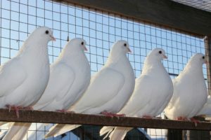 Домашние голуби