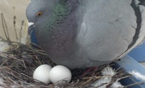 Как размножаются голуби?