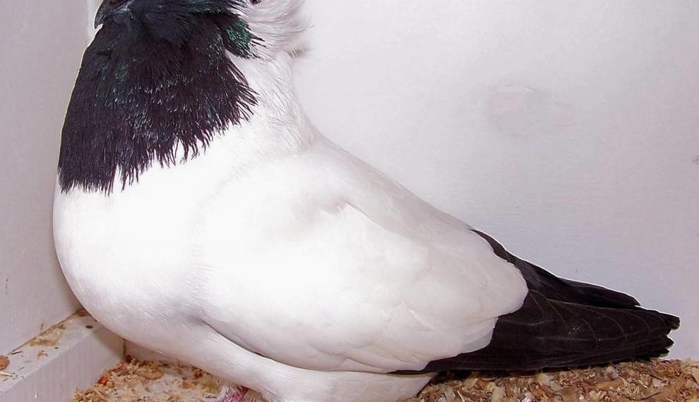 Красивые голуби