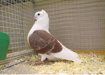 Красивые голуби