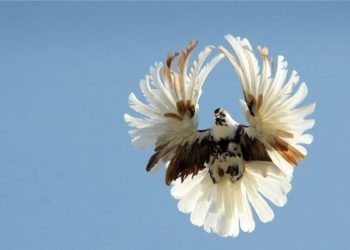 Серпастые голуби