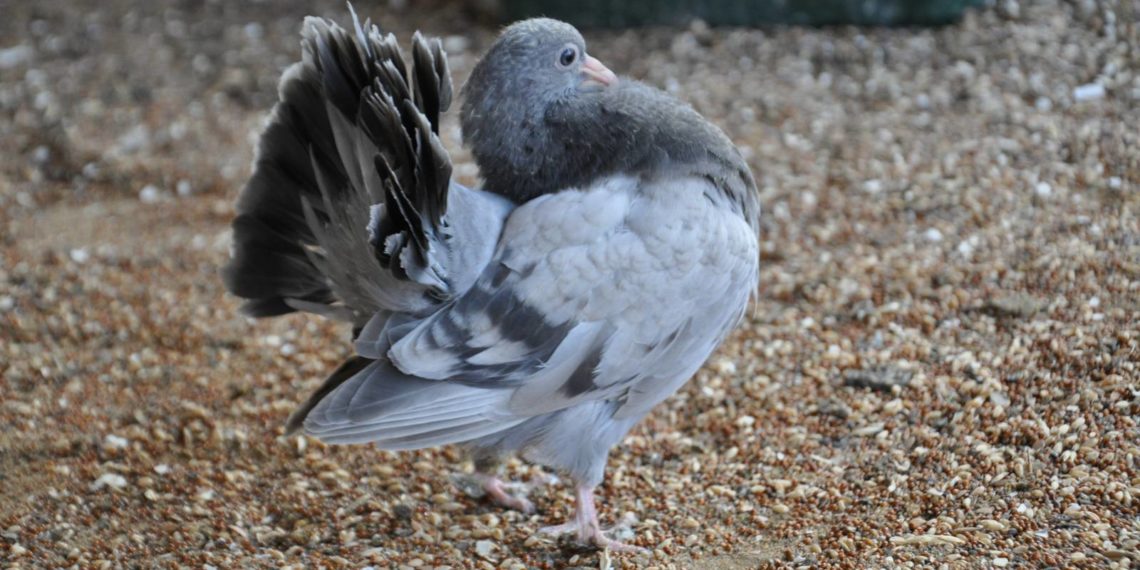 Голуби павлины