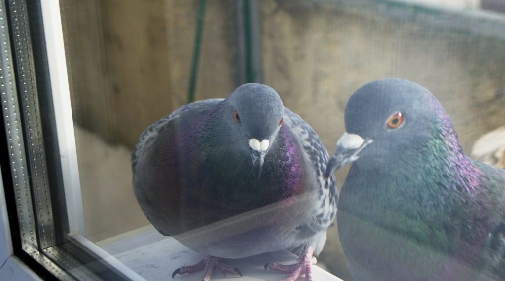 Голубь ударился в окна