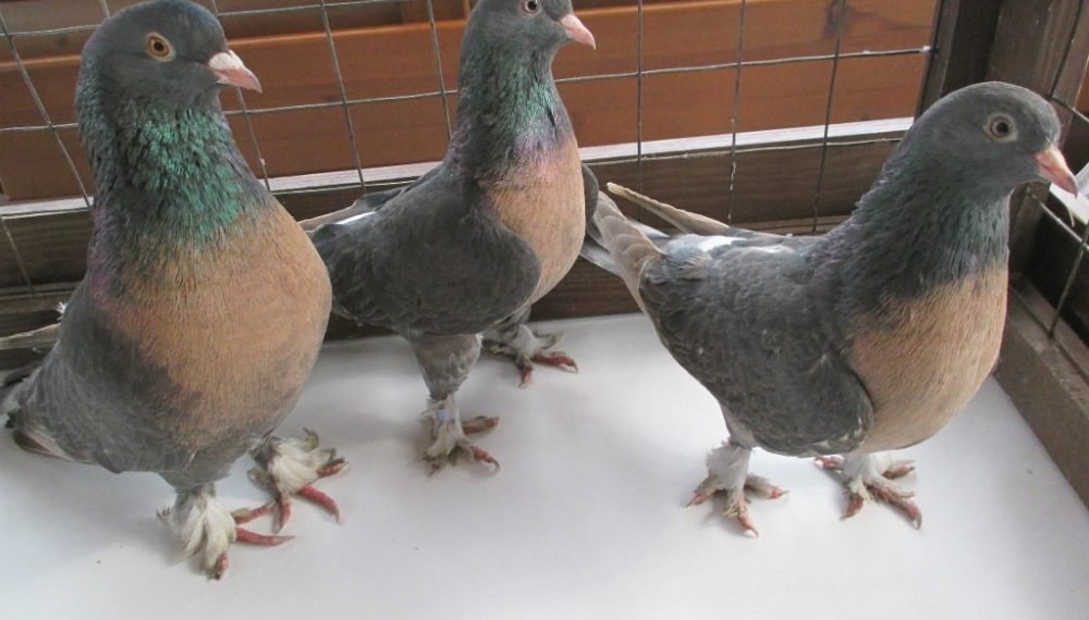 Голуби породы такла