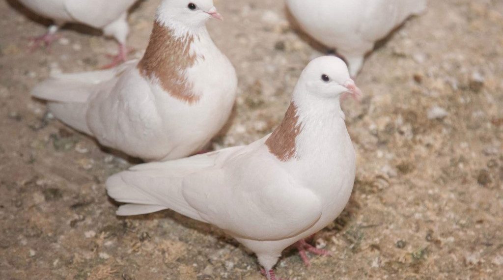 Высоколетные голуби