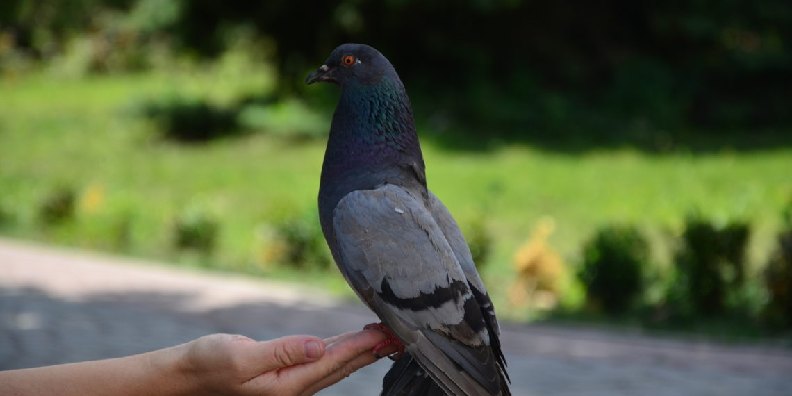 Птицы голуби