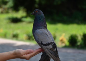 Птицы голуби