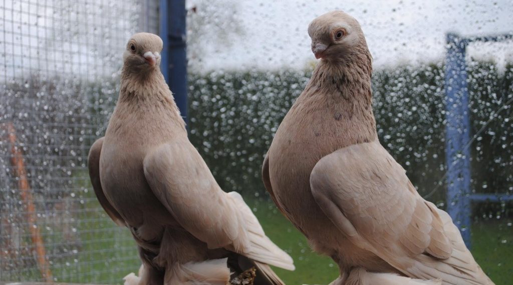 Голуби армавирские короткоклювые