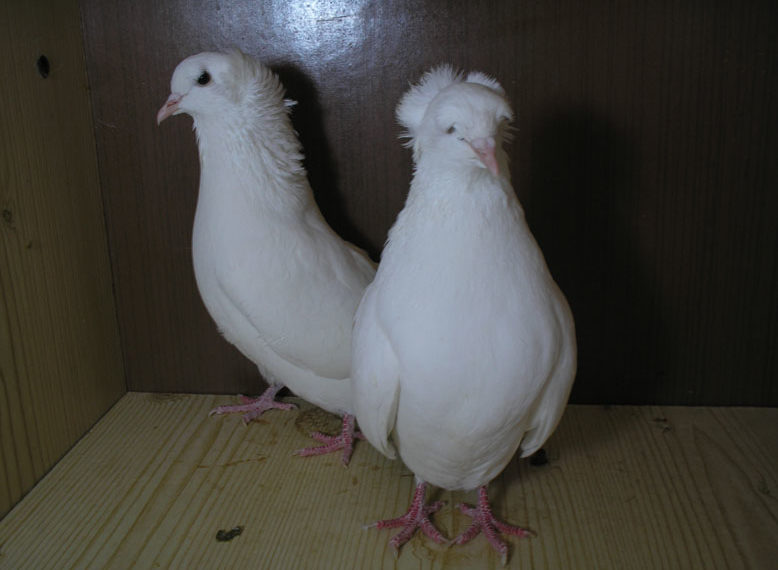 Бакинские голуби