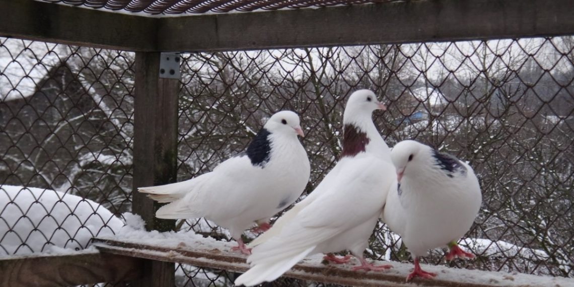 Голуби гривуны