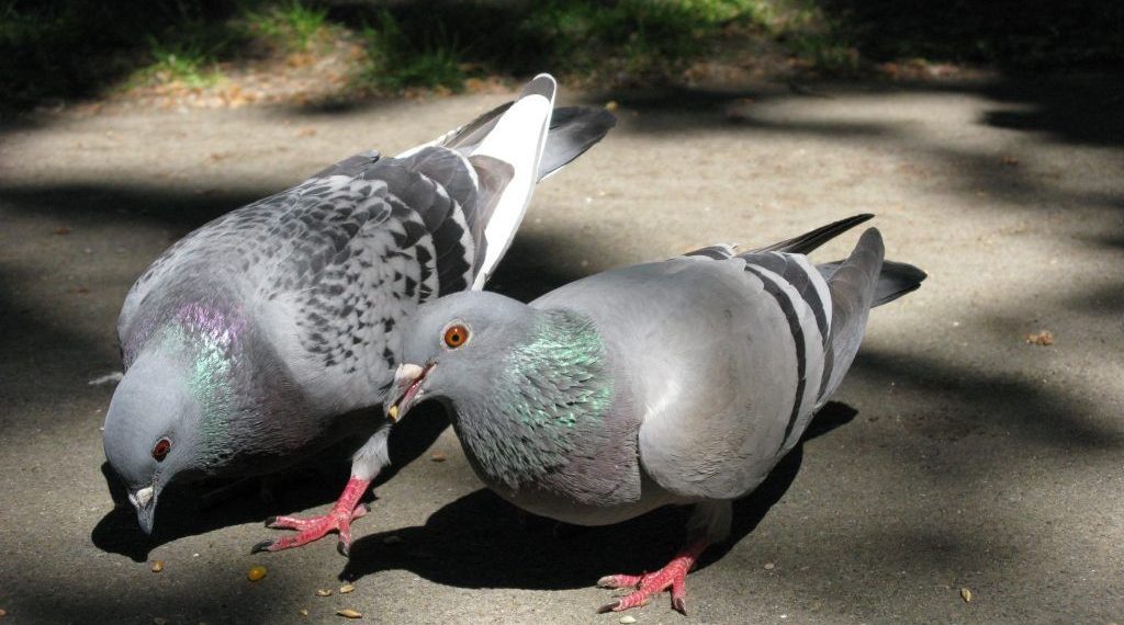 Голуби хрипят. Чем лечить?