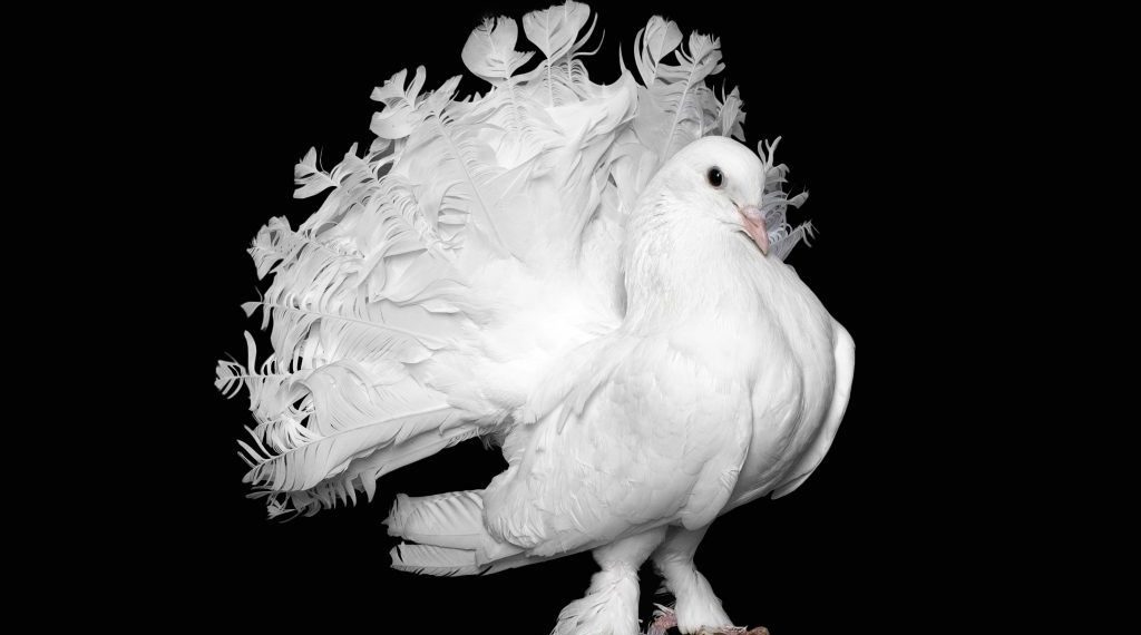 Голуби павлины