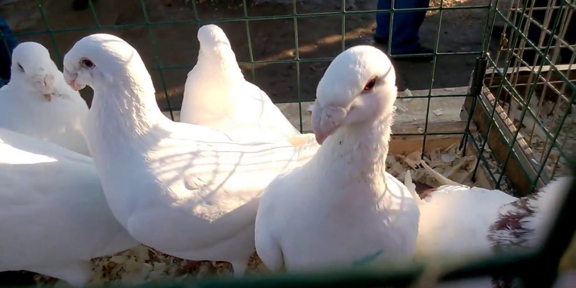 Голуби России