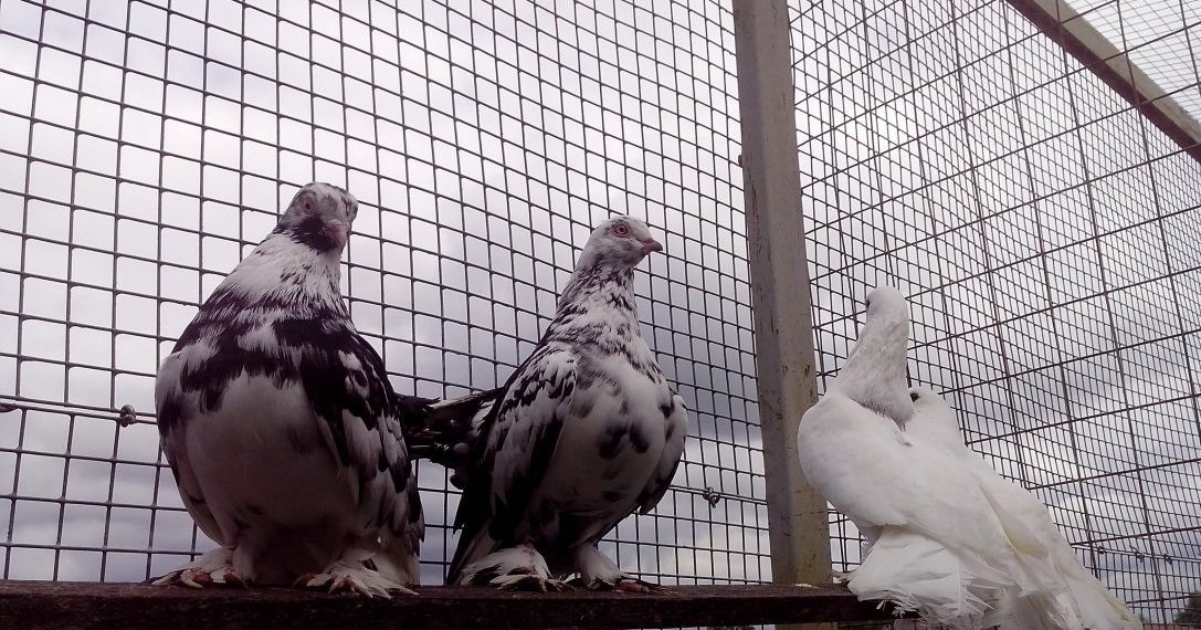 Голуби Ростовской области