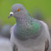 Голубь сизый
