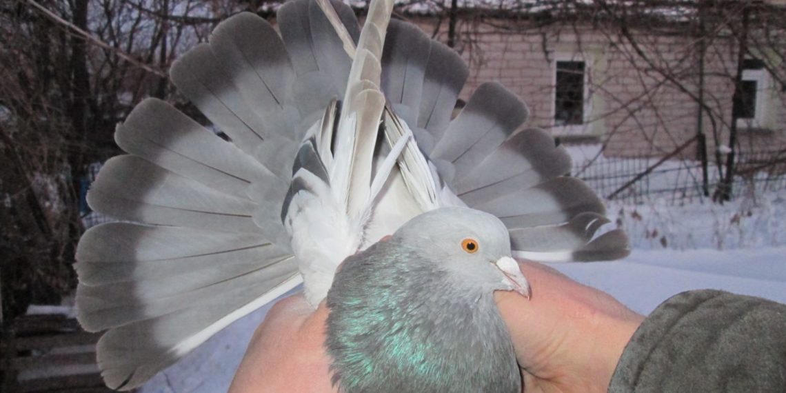 Голуби торцовые