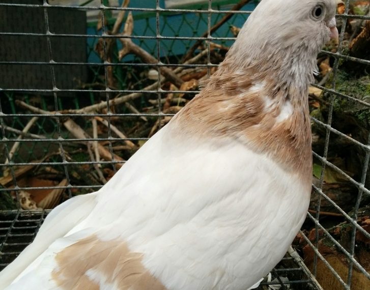 Голуби желтова