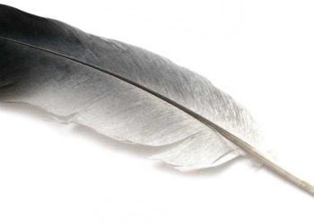 Перо голубя