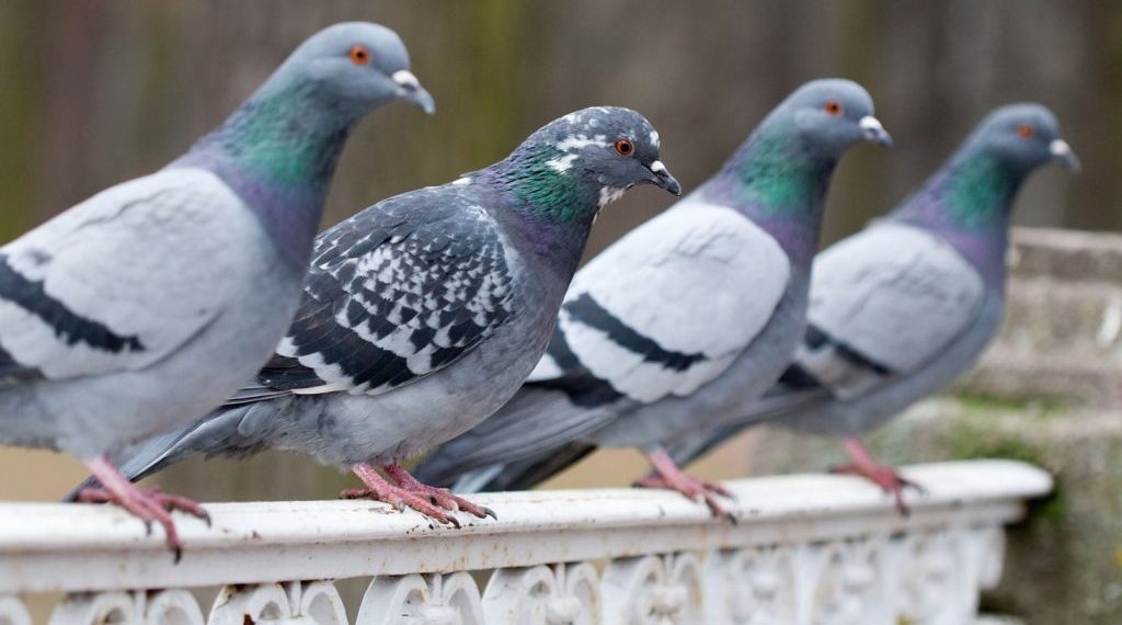 Голубь дикий