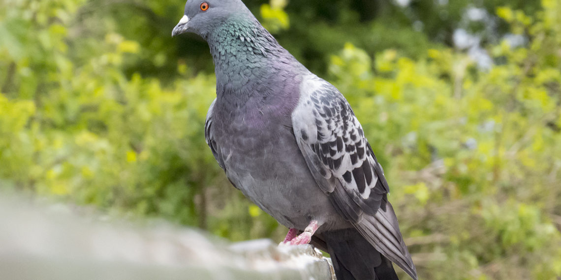 Голубь сизый