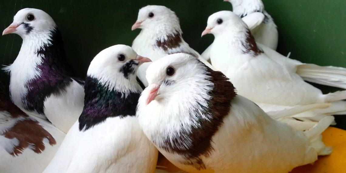 Голуби гривуны