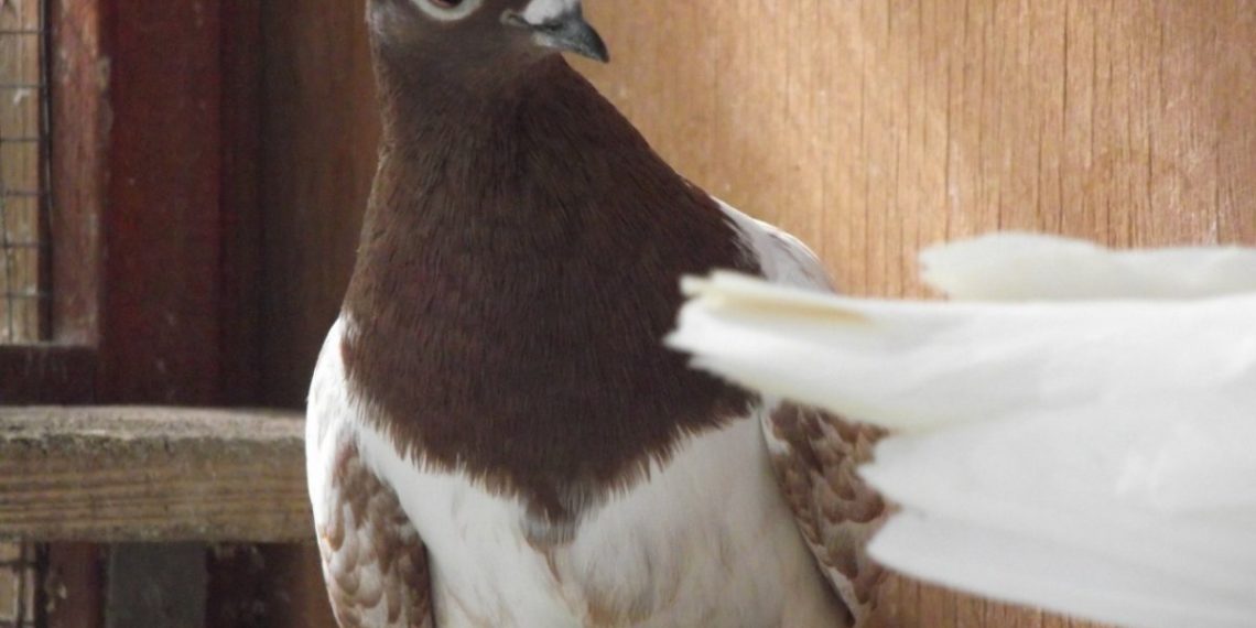 Голуби Харлашина