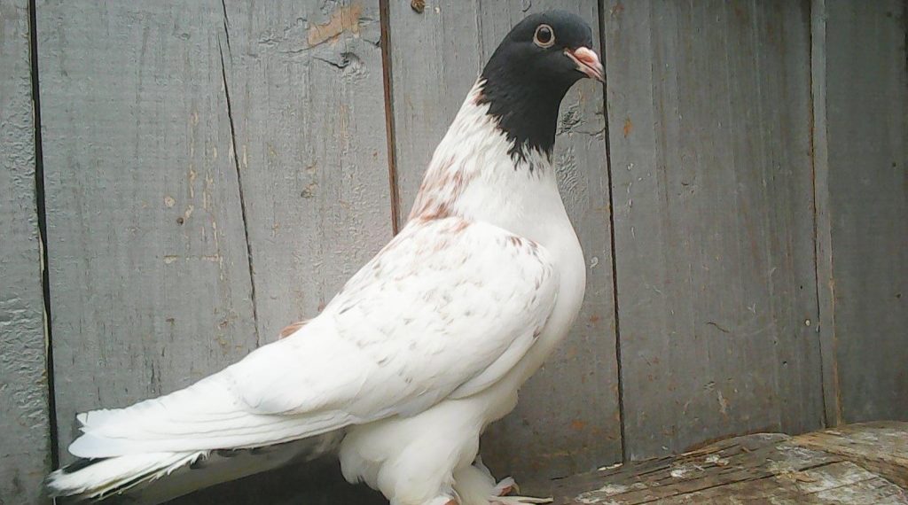 Иранские голуби