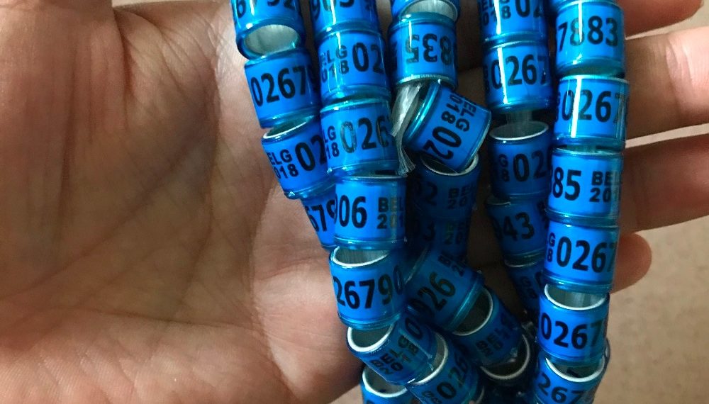 Кольца для голубей