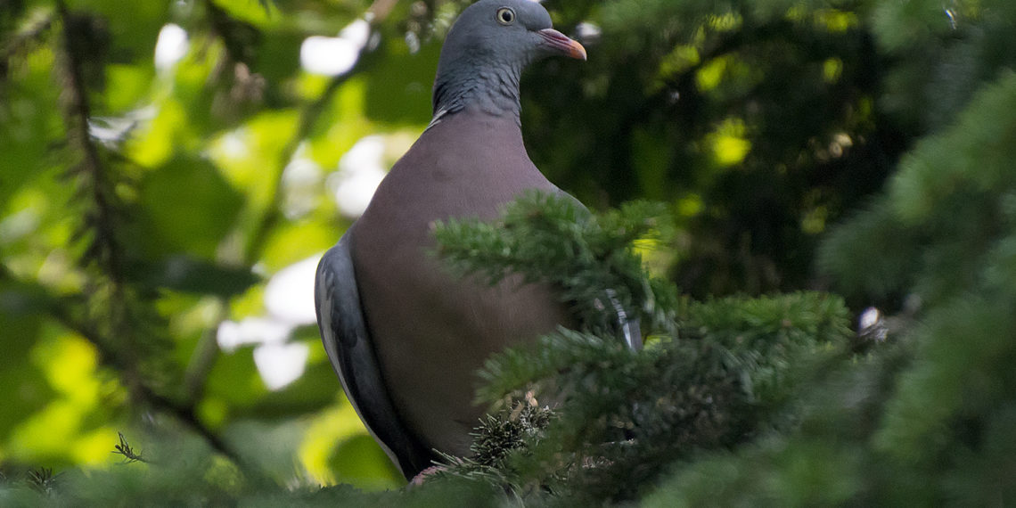 Крупный лесной голубь