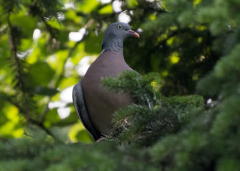 Крупный лесной голубь