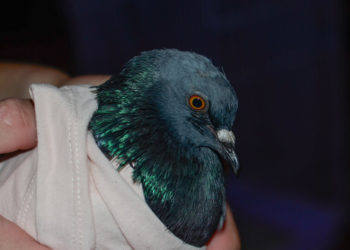 Лечение голубей