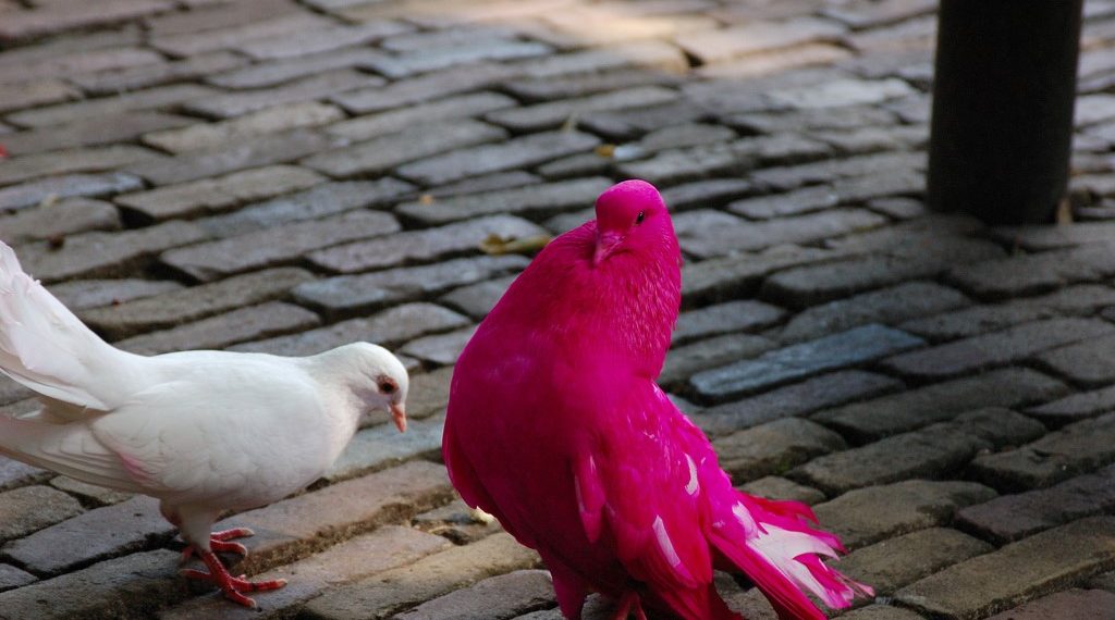 Розовый голубь