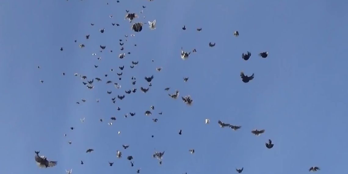 Серпастые голуби