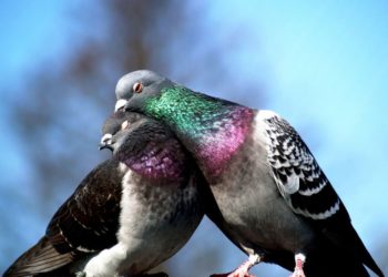 Сколько живут голуби?