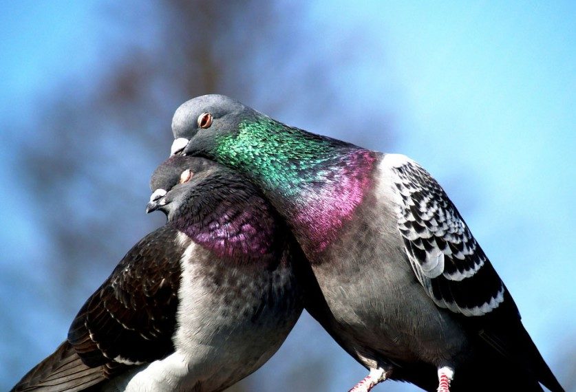 Сколько живут голуби?