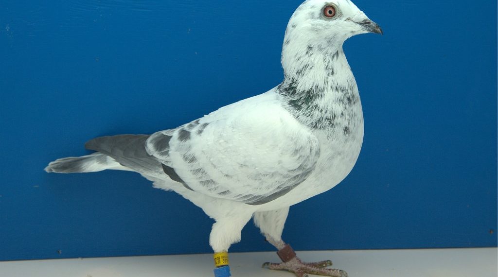 Спортивные голуби