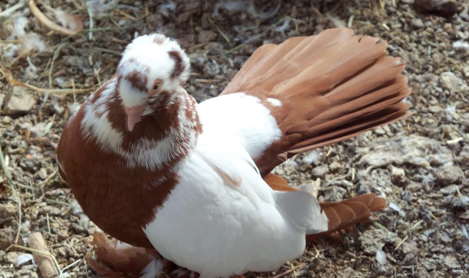 Голуби статные