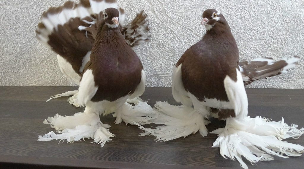 Голуби статные