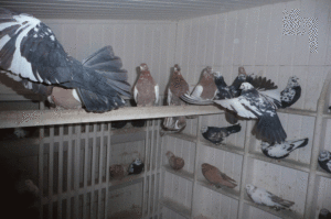 Свердловские голуби