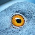 Какого цвета глаза у голубей?