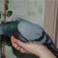 Вертячка у голубей