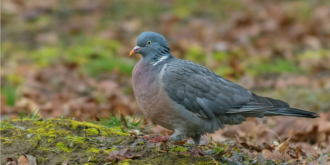 Крупный лесной голубь