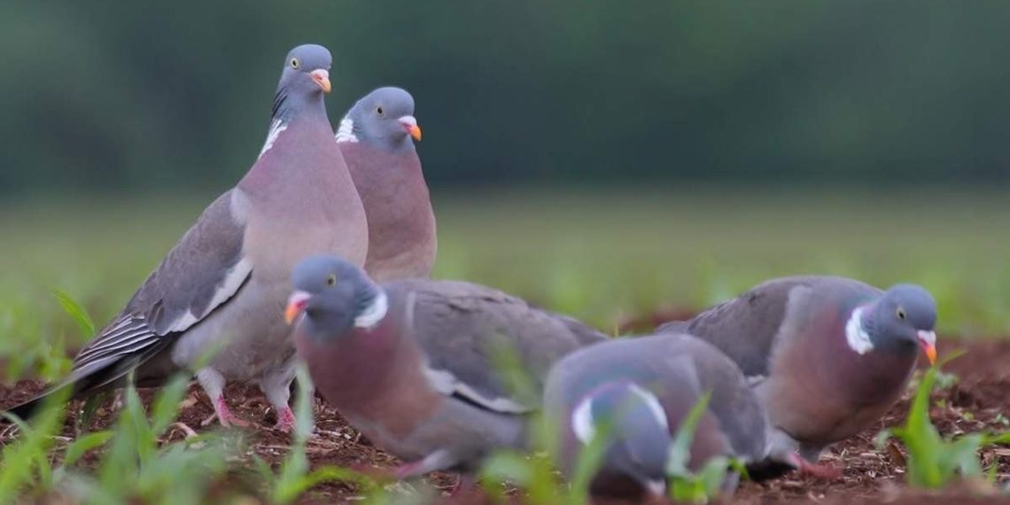 Дикий голубь вяхирь