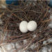 Яйца голубей