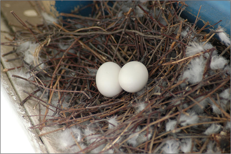 Как голуби высиживают яйца