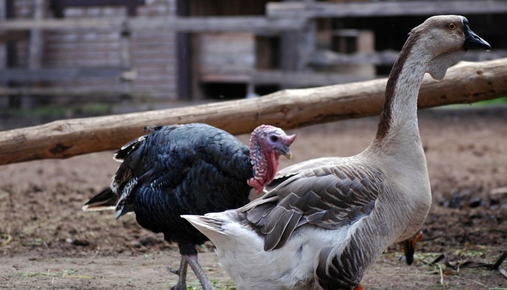 Гуси или индюки?