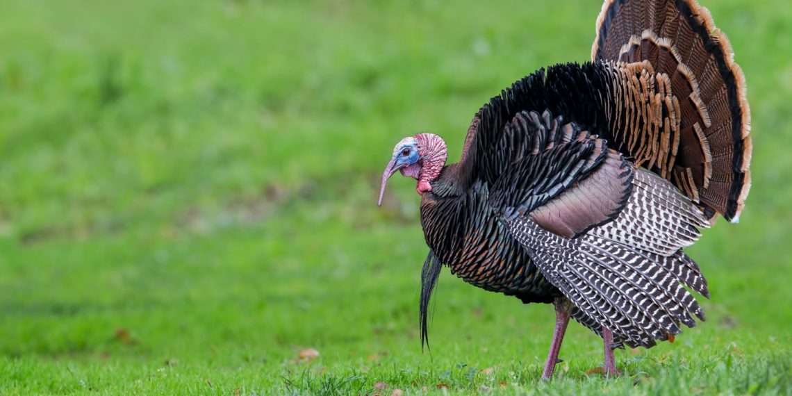 Болезни индюков симптомы, лечение