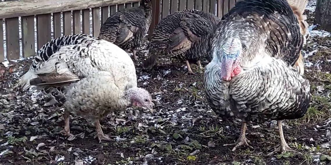 Альбен для индюковАльбен для индюков